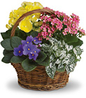 Spring Has Sprung Mixed Basket from Olney's Flowers of Rome in Rome, NY